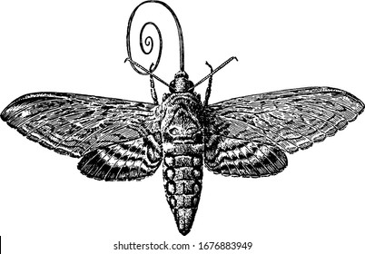 A typical representation of the sphinx moth that hovers in front of flowers and uses its long tongue or sucking-tube, or proboscis, to sip the nectar, vintage line drawing or engraving illustration.