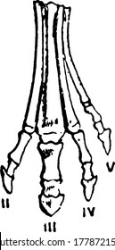 A typical representation of the successive stages of modification of the feet of extinct forms of horse-like animals, illustrating gradual reduction of the outer and enlargement of the middle toe,