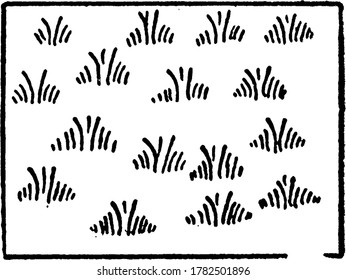 The typical representation of tall tropical grasses on a topographical map, vintage line drawing or engraving illustration.