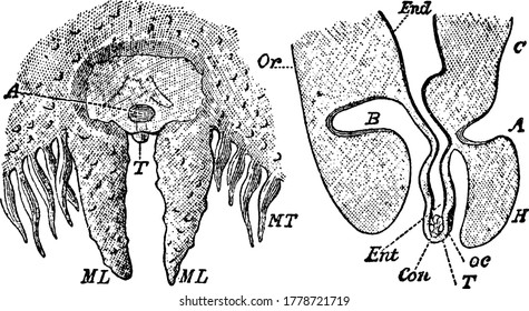 A typical representation of the tentaculocyst and marginal lappets of Aurelia aurita, with the parts labelled, vintage line drawing or engraving illustration.
