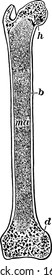 A Typical Representation Of The Thigh Bone Cut Through The Middle, With The Parts, B, Hard Bone; H And D, Spongy Bone; Ma, Marrow, Vintage Line Drawing Or Engraving Illustration.