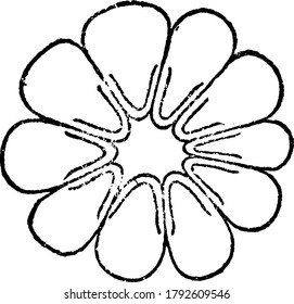 A typical representation of the transverse section of a retinula of the lateral eye of Limulus. Shown here is ten retinula cells, ret, each bearing a rhabdomere, rhab, its five constituent rhabdomeres