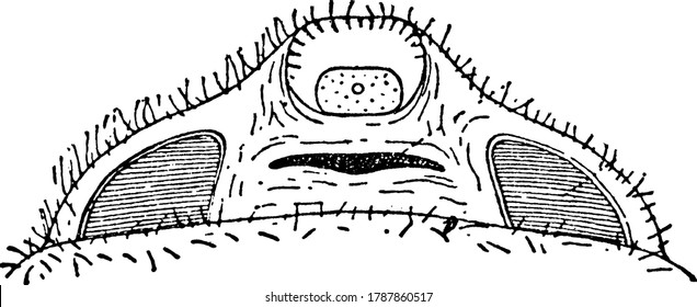 A typical representation of the underside of the Liphistius Desultor species, the uplifted genital or first opisthosomatic somite of the female, showing the parts like genital aperture, pitted plate,