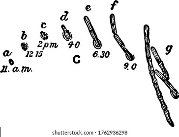 A typical representation of the various phases of germination of spores of Bacillus ramosus, as observed in hanging drops under high powers, vintage line drawing or engraving illustration.