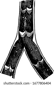 A typical representation of vein laid open, showing its valves. Human veins are blood vessels that carry blood towards the heart, vintage line drawing or engraving illustration.