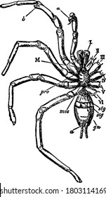 Eine typische Darstellung der ventralen Sicht einer männlichen mygalomorphen Spinne, mit den sechs Paaren prosomatischer Anhaftungen, Mund, Prosternit der Prosoma, Anus, Lungen- und Genitalöffnung, Vintage