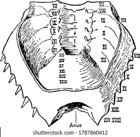 A typical representation of the ventral view of the posterior carapace or meso-metasomatic (opisthosomatic) fusion of Limulus polyphemus, vintage line drawing or engraving illustration.