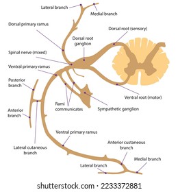 A Typical Segmental Spinal Nerve and Its Branches