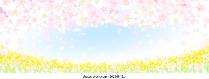 Typical spring landscape in Japan, cherry blossoms and rape blossoms