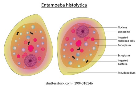 Typical Structure of Entamoeba histolytica Stock Vector