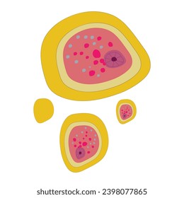 Typical Structure of Entamoeba histolytica