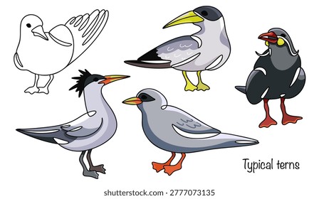 Typical terns. Hand-drawn slender birds with long wings, light plumage, and a thin beak. A variety of terns, drawn in color. Vector illustration.