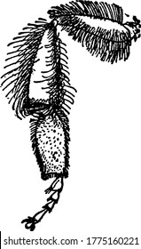 A typicalrepresentation ofthe hind leg of Apis, that is covered with compound hairs, vintage line drawing or engraving illustration.