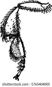 A typicalrepresentation ofthe hind leg of Melipona, peculiar group of spines at apex of tibia, entirely, covered by hair, vintage line drawing or engraving illustration.