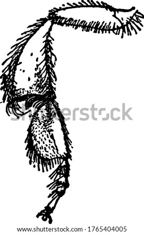 A typicalrepresentation ofthe hind leg of Melipona, peculiar group of spines at apex of tibia, entirely, covered by hair, vintage line drawing or engraving illustration.