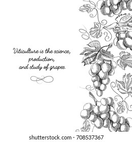 Typography design original card doodle with inscription that viticulture is science, production and study of grapes vector illustration