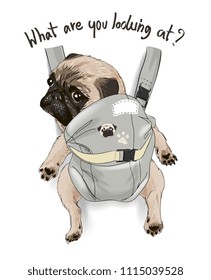 typography slogan with funny pug in back carrier illustration