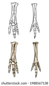 Tyrannosaurus fossilized foot hand drawn sketch image. Carnivorous reptile dinosaur leg fossil illustration drawing. Vector stock silhouette