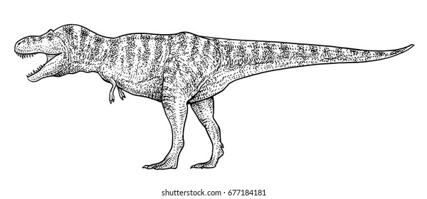 Tyrannosaurus illustration, drawing, engraving, ink, line art, vector