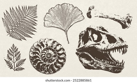 Tyrannosaurus rex, Ginkgo und Farnblätter, und Ammonit Fossil. Stilkollektion für Impressum. Prähistorisches Leben, Archäologie und Paläontologie Kunst. Vektor