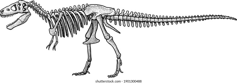 Tyrannosaurus rex skeleton, Illustration, Zeichnung, Gravur, Tinte, Line Art, Vektorgrafik