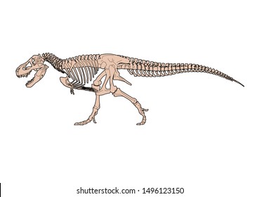 Tyrannosaurus Rex (T-Rex) Skeleton, color vector illustration