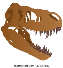 Tyrannosaurus skull