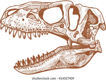 Череп тираннозавра рисунок