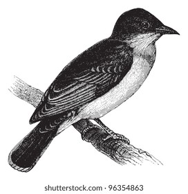  (Tyrannus carolinensis) / vintage illustration from Meyers Konversations-Lexikon 1897