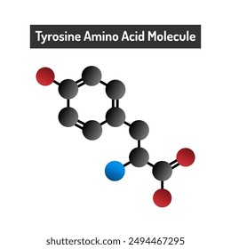 Tyrosine Amino Acid Molecule - Structure, Functions, and Role in Protein Synthesis.