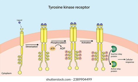 Tyrosine kinase receptor. Dimerization, phosphorylation, activation and cellular response. Cell membrane receptors for ligands as growth factors and cytokines binding. Insulin receptor. vector design