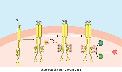 Receptor de tirosina quinasa. Dimerización, fosforilación, activación y respuesta celular. Receptores de membrana celular para los ligandos como factores de crecimiento y unión a citoquinas. Receptor de insulina. diseño vectorial