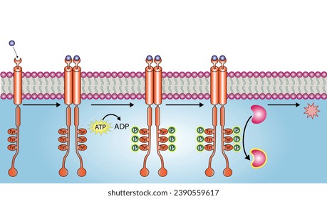 Receptor de tirosina quinasa. Dimerización, fosforilación, activación y respuesta celular. Receptores de membrana celular para los ligandos como factores de crecimiento y unión a citoquinas. Receptor de insulina. diseño vectorial