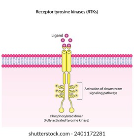 Tyrosinkinase-Rezeptor. Dimerisierung, Phosphorylierung, Aktivierung und zelluläre Reaktion. Zellmembranrezeptoren für Liganden als Wachstumsfaktoren und Zytokinbindung. Insulinrezeptor. Vektordesign