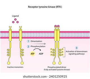Receptor de tirosina quinasa. Dimerización, fosforilación, activación y respuesta celular. Receptores de membrana celular para los ligandos como factores de crecimiento y unión a citoquinas. Receptor de insulina. diseño vectorial