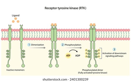 Receptor de tirosina quinasa. Dimerización, fosforilación, activación y respuesta celular. Receptores de membrana celular para los ligandos como factores de crecimiento y unión a citoquinas. Receptor de insulina. diseño vectorial