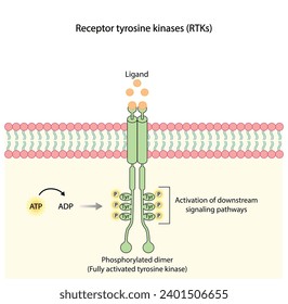 Receptor de tirosina quinasa. Dimerización, fosforilación, activación y respuesta celular. Receptores de membrana celular para los ligandos como factores de crecimiento y unión a citoquinas. Receptor de insulina. diseño vectorial
