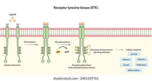 Tyrosine kinase receptor. Dimerization, phosphorylation, activation and cellular response. Cell membrane receptors for ligands as growth factors and cytokines binding. Insulin receptor. vector design