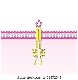 Tyrosine kinase receptor. Dimerization, phosphorylation, activation and cellular response. Cell membrane receptors for ligands as growth factors and cytokines binding. Insulin receptor. vector design