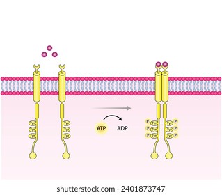 Receptor de tirosina quinasa. Dimerización, fosforilación, activación y respuesta celular. Receptores de membrana celular para los ligandos como factores de crecimiento y unión a citoquinas. Receptor de insulina. diseño vectorial
