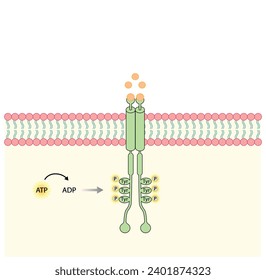 Tyrosine kinase receptor. Dimerization, phosphorylation, activation and cellular response. Cell membrane receptors for ligands as growth factors and cytokines binding. Insulin receptor. vector design