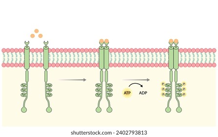 Receptor de tirosina quinasa. Dimerización, fosforilación, activación y respuesta celular. Receptores de membrana celular para los ligandos como factores de crecimiento y unión a citoquinas. Receptor de insulina. diseño vectorial