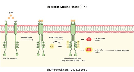 Receptor de tirosina quinasa. Dimerización, fosforilación, activación y respuesta celular. Receptores de membrana celular para los ligandos como factores de crecimiento y unión a citoquinas. Receptor de insulina. diseño vectorial