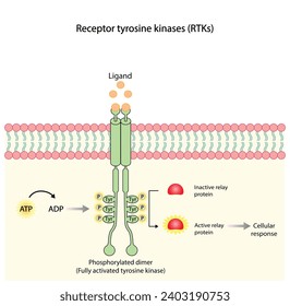 Receptor de tirosina quinasa. Dimerización, fosforilación, activación y respuesta celular. Receptores de membrana celular para los ligandos como factores de crecimiento y unión a citoquinas. Receptor de insulina. diseño vectorial