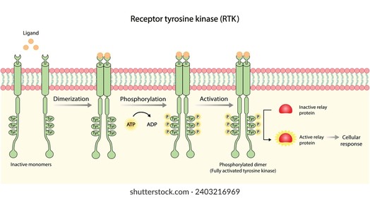 Receptor de tirosina quinasa. Dimerización, fosforilación, activación y respuesta celular. Receptores de membrana celular para los ligandos como factores de crecimiento y unión a citoquinas. Receptor de insulina. diseño vectorial.