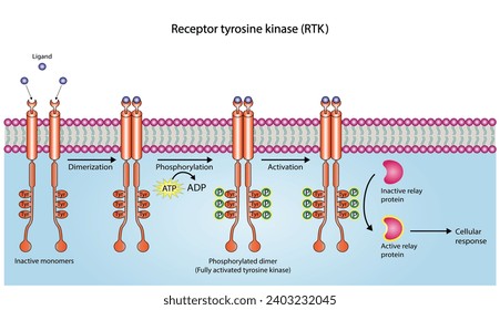 Tyrosine kinase receptor. Dimerization, phosphorylation, activation and cellular response. Cell membrane receptors for ligands as growth factors and cytokines binding. Insulin receptor. vector design.