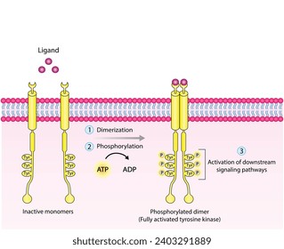 Tyrosine kinase receptor. Dimerization, phosphorylation, activation and cellular response. Cell membrane receptors for ligands as growth factors and cytokines binding. Insulin receptor. vector design