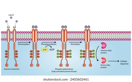 Tyrosine kinase receptor. Dimerization, phosphorylation, activation and cellular response. Cell membrane receptors for ligands as growth factors and cytokines binding. Insulin receptor. vector design.