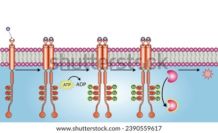 Tyrosine kinase receptor. Dimerization, phosphorylation, activation and cellular response. Cell membrane receptors for ligands as growth factors and cytokines binding. Insulin receptor. vector design
