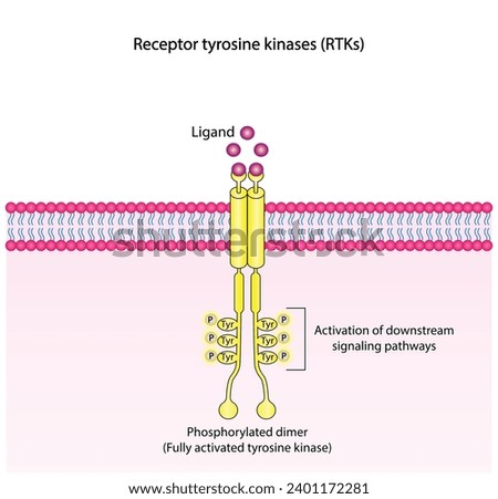 Tyrosine kinase receptor. Dimerization, phosphorylation, activation and cellular response. Cell membrane receptors for ligands as growth factors and cytokines binding. Insulin receptor. vector design